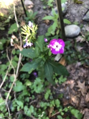 Phlox glaberrima
