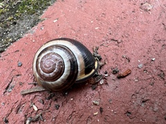 Cepaea nemoralis
