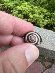 Cepaea nemoralis
