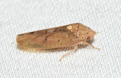 Ponana quadralaba