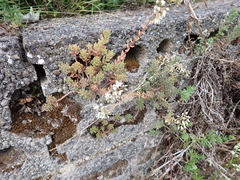 Sedum album
