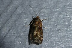 Eudonia legnota