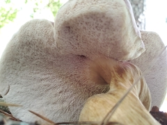Tylopilus rubrobrunneus image