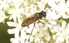 Pyrophaena granditarsis