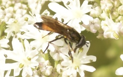 Pyrophaena granditarsis