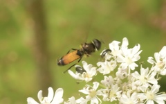 Pyrophaena granditarsis