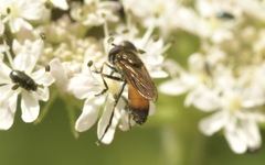 Pyrophaena granditarsis