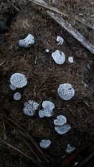 Poronia punctata