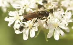 Pyrophaena granditarsis