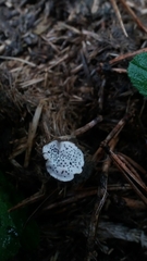 Poronia punctata