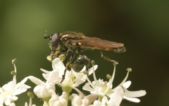 Pyrophaena granditarsis