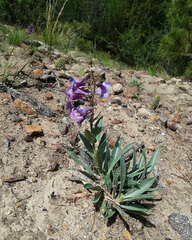 Penstemon angustifolius
