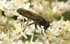 Pyrophaena granditarsis