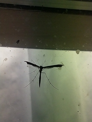 Stenoptilia pterodactyla