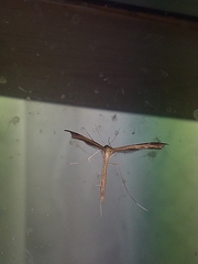 Stenoptilia pterodactyla