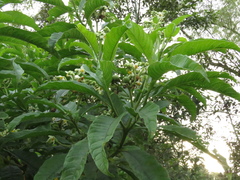 Solanum oblongifolium