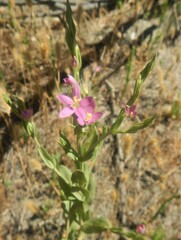 Schenkia spicata