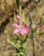 Schenkia spicata
