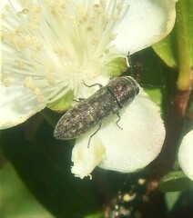 Acmaeoderella adspersula