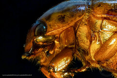 Cyclocephala fulgurata