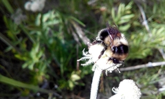 Bombus melanopygus