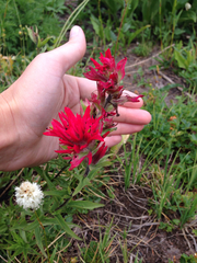 Castilleja parviflora