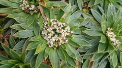Valeriana rigida