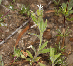 Allophyllum integrifolium