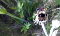 Bombus melanopygus