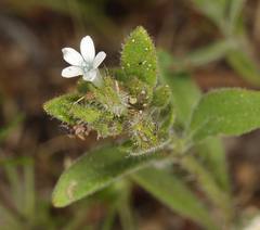 Allophyllum integrifolium
