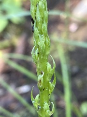 Platanthera elongata