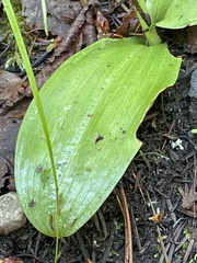 Platanthera elongata
