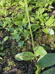 Platanthera elongata