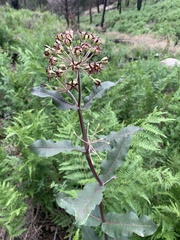 Asclepias hypoleuca