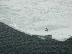 Aptenodytes forsteri