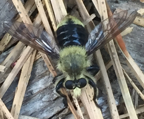 iNaturalist observation photo of Bee-mimic Robber Flies