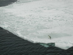 Aptenodytes forsteri