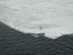 Aptenodytes forsteri