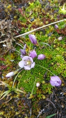 Gentianella cerastioides