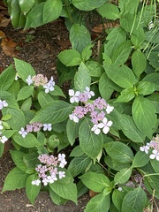 Hydrangea serrata