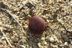 Mucuna sloanei