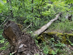 Physconia subpallida