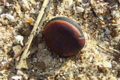 Mucuna sloanei