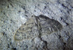 Idaea cervantaria