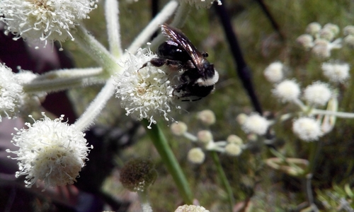 iNaturalist observation photo of Mining Bees