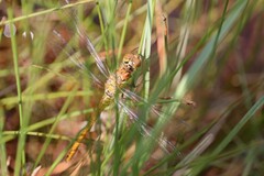 Sympetrum meridionale