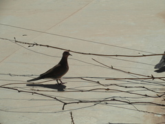 Streptopelia senegalensis