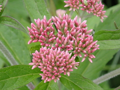 Eupatorium cannabinum