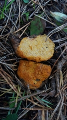 Stephanospora caroticolor