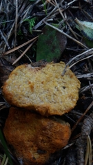 Stephanospora caroticolor